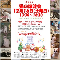 猫の譲渡会『orange猫たち』in大倉山