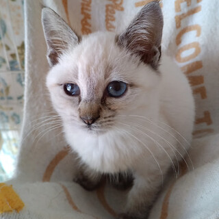 寒空の中、後追いして来た『リンリン』