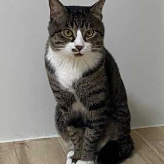 慣れたらベッタリな甘えん坊な男の子です。