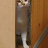 茶白の保護猫 チャッピーくん サムネイル5