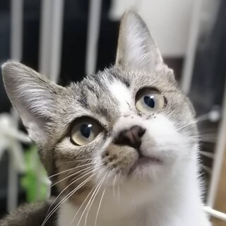 人が大好きなシロキジの仔猫☆ぴーちゃん❣️