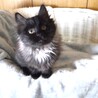 10/11 誕生　長毛女子☆スモーキー黒猫　櫻花 サムネイル2