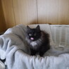 10/11 誕生　長毛女子☆スモーキー黒猫　櫻花 サムネイル3