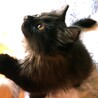 10/11 誕生　長毛女子☆スモーキー黒猫　櫻花 サムネイル4