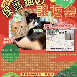 ◇保護猫の譲渡会◇in東京都多摩市聖蹟桜ヶ丘◇