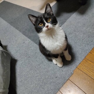 くろまる　オス　性格◎