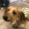 甘えん坊なMIX犬❤︎ボビーくん サムネイル5