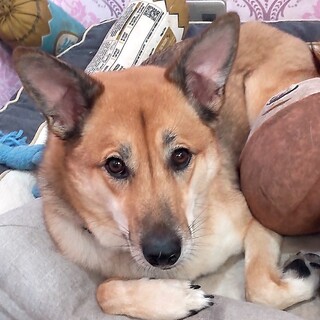  少し怖がりで大人しい男の子よしお