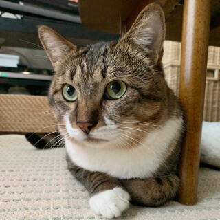 奄美からきました✨猫大好き！ご飯大好き！な男の子