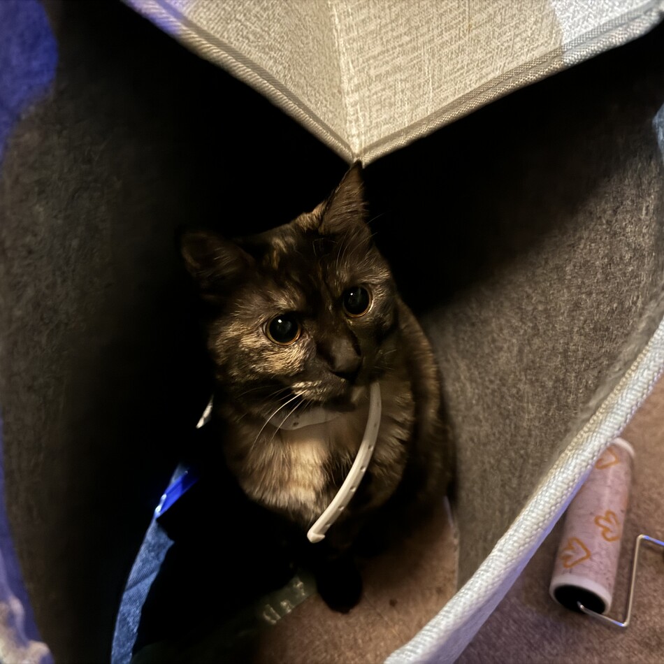 メルのカバー写真