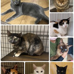 保護猫ステーション譲渡会 サムネイル2