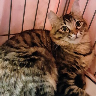 【急募】預かりさん不足で救いたい命が救えない