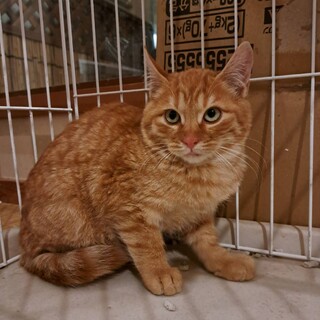 中毛茶トラ　たてがみが立派な３か月男の子