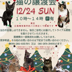 保護ねこ☆小さな譲渡会