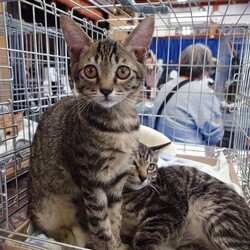 保護ねこ☆小さな譲渡会 サムネイル2