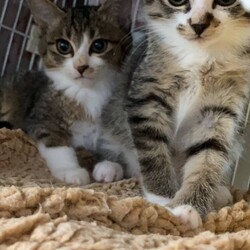 保護ねこ☆小さな譲渡会 サムネイル3