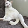甘えん坊なブルーのお目目が可愛い白猫君 サムネイル2