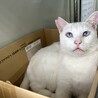 甘えん坊なブルーのお目目が可愛い白猫君 サムネイル3