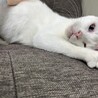 甘えん坊なブルーのお目目が可愛い白猫君 サムネイル5