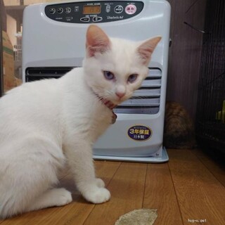 甘えん坊でおおらかな性格　セージくん