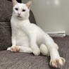 甘えん坊なブルーのお目目が可愛い白猫君 サムネイル7