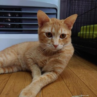 人なれ抜群な甘えん坊チャトラ女子　ミッキー