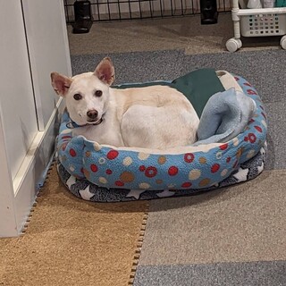 保健所からレスキュー！　小柄なプリンちゃん！