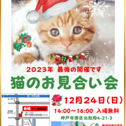 ゆったりほっこりする猫のお見合い会