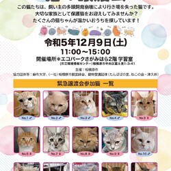 相模原市　猫の緊急譲渡会