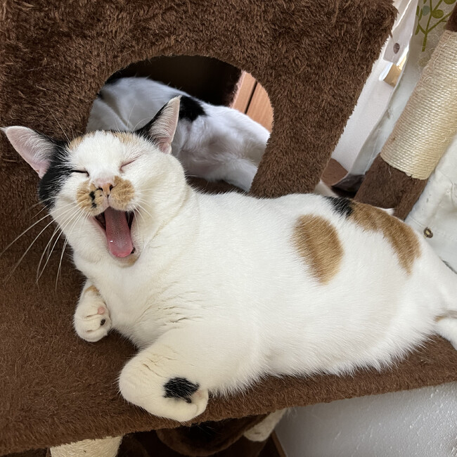 一般社団法人保護猫応援ファームのカバー写真