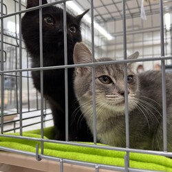 ▼猫の譲渡会▼名古屋市守山区 サムネイル2