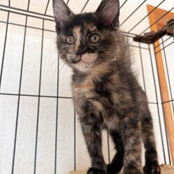 ▼猫の譲渡会▼名古屋市守山区 サムネイル3