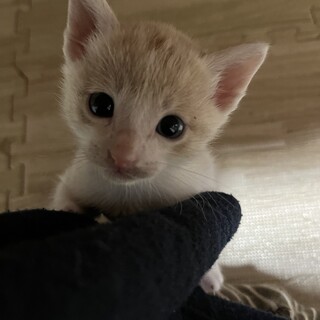 里親様募集しています