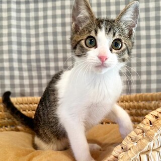 募集一時停止【わびくん】キジ白子猫
