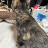 可愛い子猫ちゃんの里親募集 サムネイル2