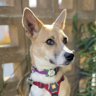 つぶら　女の子