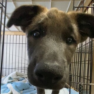 ずっとの家族を探しています