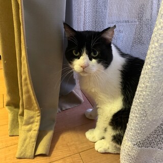 ポーカーフェイスの甘えん坊はっちゃん♡