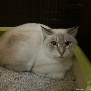 美人猫　ももちゃん