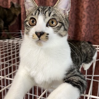 人馴れ抜群キジ白美猫のユーちゃん