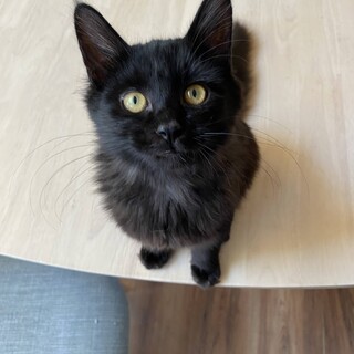 チョコレート色 ★ チョコ太