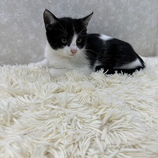 初めての譲渡会‼️兄弟そろって緊張しまくり❤️キキ