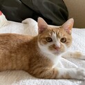 ★里親決定！ありがとうございました★