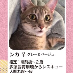 「12月10日(日)　島忠ホームズ東村山店譲渡会！」サムネイル3