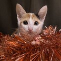 天真爛漫で、綺麗な模様の三毛猫さん