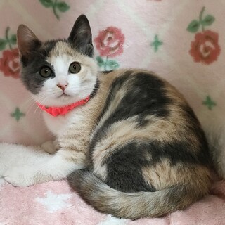 【12/10東銀座】アリスちゃん★2ヵ月♪