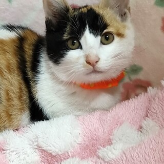 【12/10東銀座】あやちゃん★2ヵ月♪