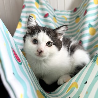 【12/24東銀座】パッツンちゃん★3ヵ月半♪