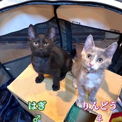 待ちねこ譲渡会　子猫３０匹参加します！