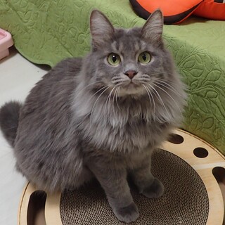 【12/10東銀座】ニーナちゃん★10ヵ月♪